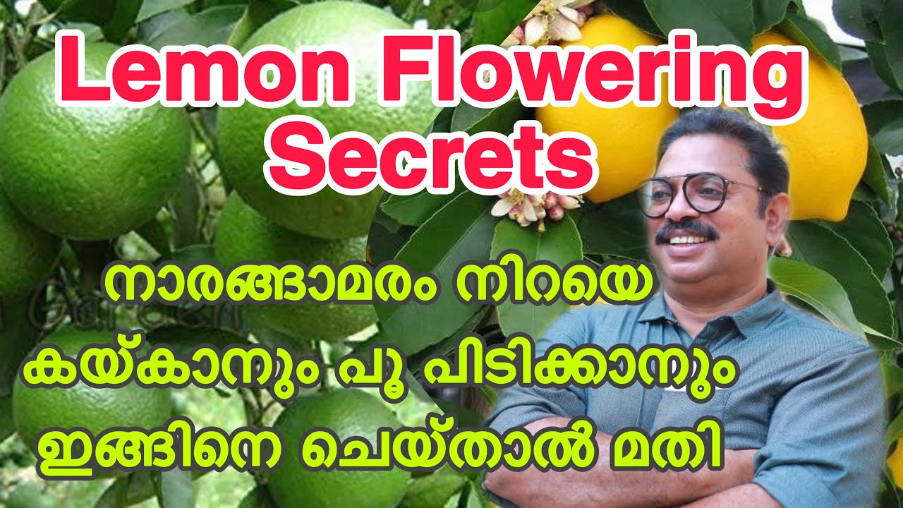 LEMON TREE FLOWERING SECRETS ചെറുനാരങ്ങ കായ്ക്കുന്നില്ലേ ?. ഇങ്ങിനെ ചെയ്‌താൽ കായ്ഫലം ഉറപ്പ്