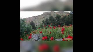 Neşet Ertaş Gönül Dağı Whatsapp Durum