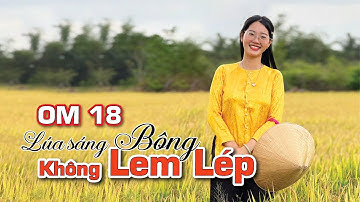 KINH NGHIỆM GIÚP LÚA SÁNG BÔNG ĐẦY HẠT | HAI LÚA VÀNG