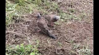 Pukulan seperti ini yg harus kita pertahan kan