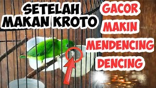 CARA MELATIH BURUNG SRINDIT AGAR MAKAN KROTO | MAKANAN BURUNG SERINDIT AGAR CEPAT GACOR