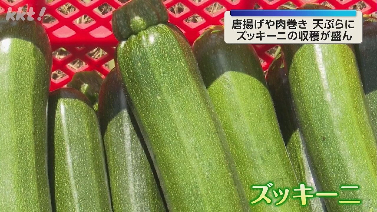 Summer Vegetables] Zucchini Harvest in Full Swing in Amakusa – Try