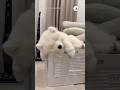 天使が爆睡中💤｜PECO #サモエド #子犬 #サモエド大好き #子犬のいる暮らし #samoyed #samoyedpuppy #puppy  #samoyedlove #puppylife