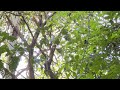 Howler Monkey jumps from tree to tree- Costa Rica