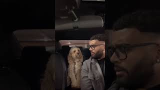 Mini Cockapoo does math in her head before answering 😳 #shorts