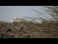 نشيد انشدت بسم الله ثم الحمد له   3 9 8