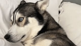 Dumped by family, husky stopped howling until...