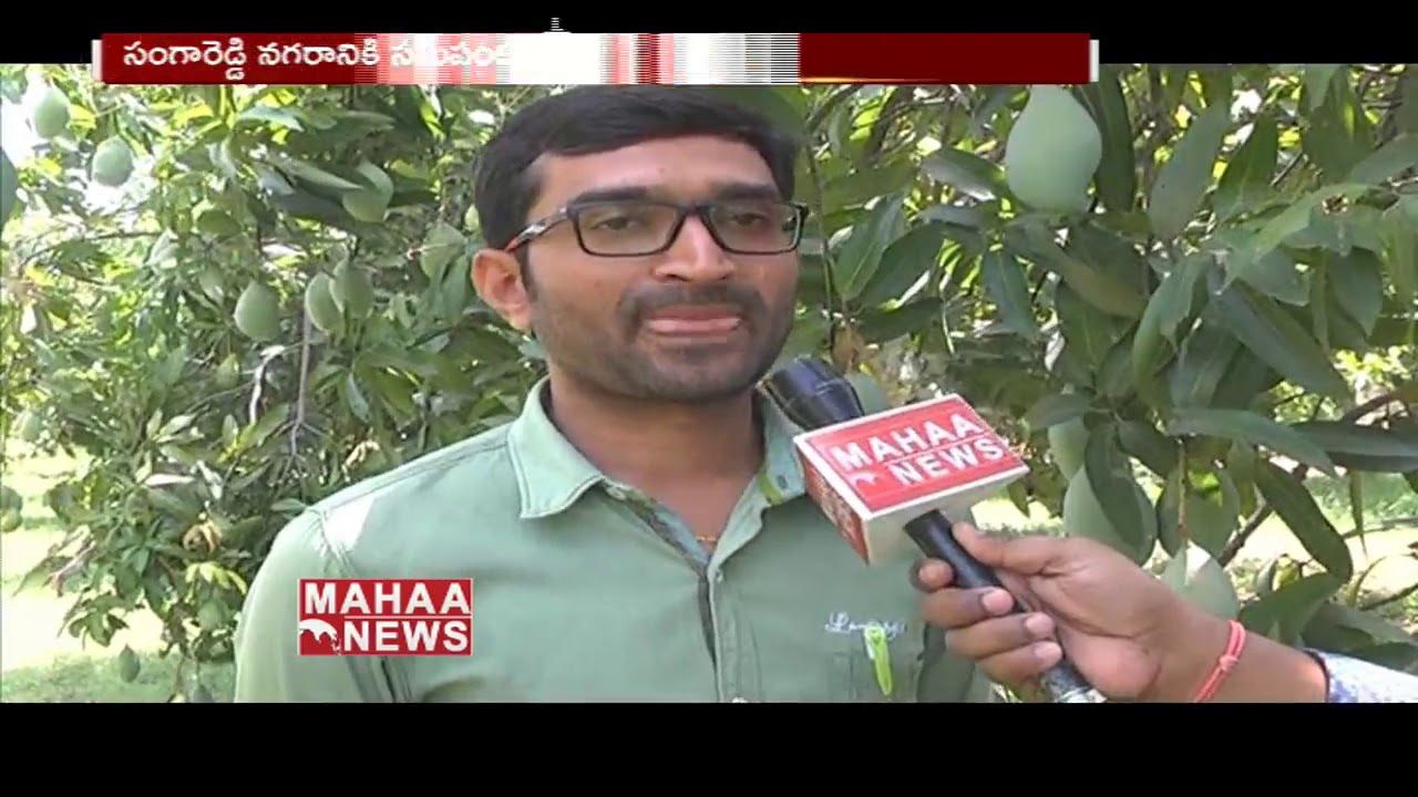 500 Varieties Of Mangoes In Sangareddy District |Special Story On Mangoes | MAHAA NEWS |