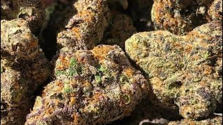 Cannabis seeds 2021 #shorts ( marijuana plants ) Cannabis seeds 2021 #shorts ( marijuana plants )