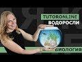 Биология | Водоросли