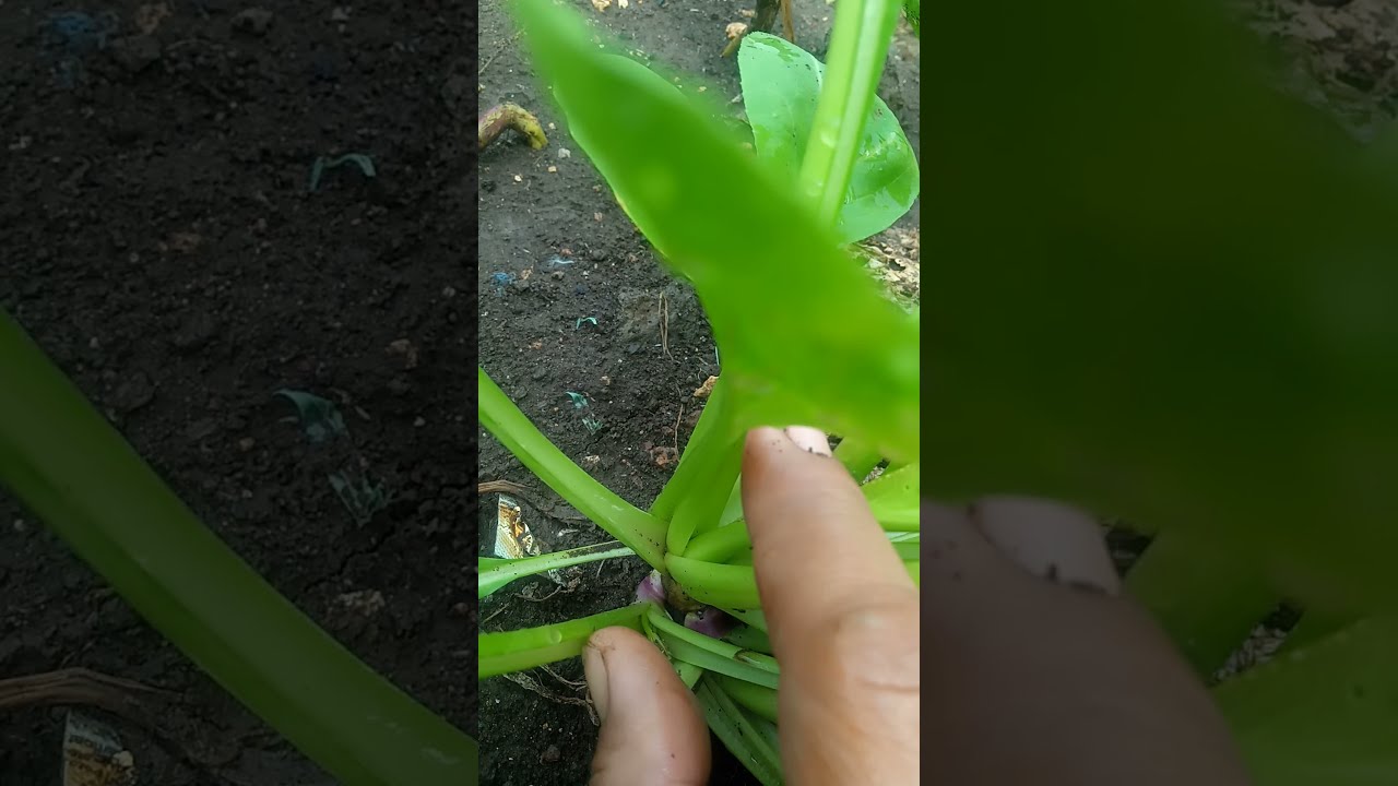 tips sawi bisa dipanen berkali-kali 👍