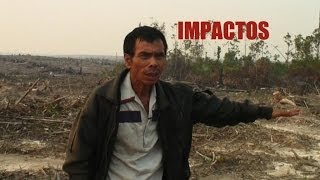 Fiebre: Impactos (Español)