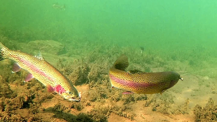 How to Catch Trout with a Drop Shot - Amazing Unde...