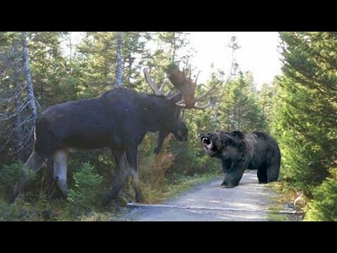 Этот Медведь Связался Не с Тем Соперником!!! Редкие Сражения Животных , Снятые на Камеру!