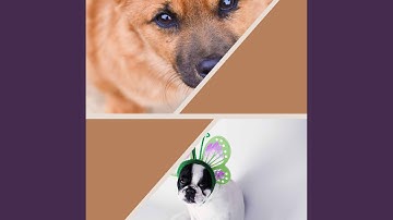 Playful Backdrops for Lazy Puppy Afternoons