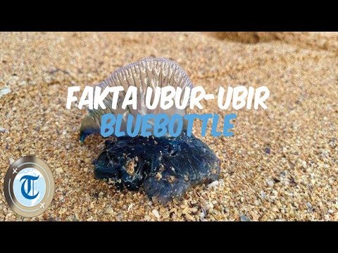 Video: Invasi Ubur-ubur Di Australia Melukai 5.000