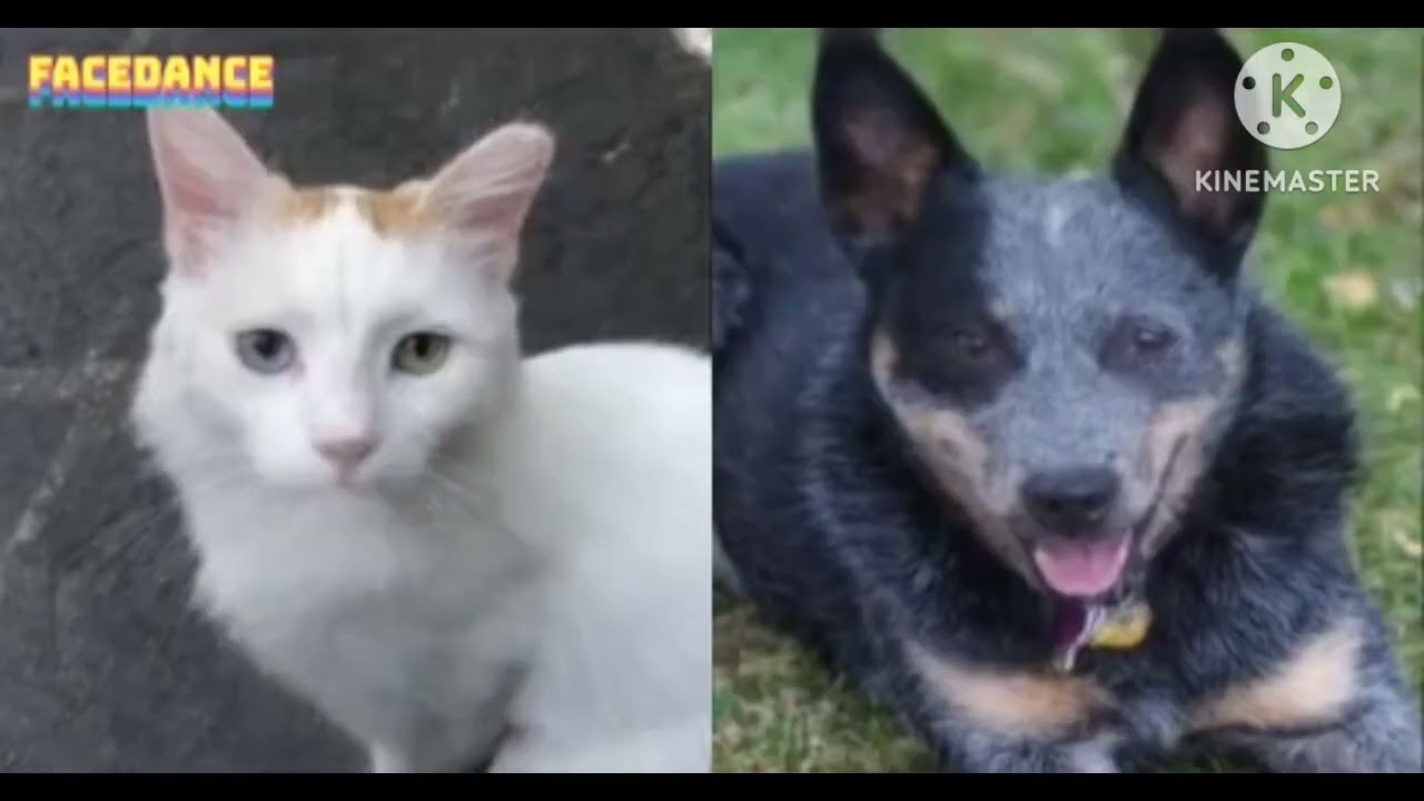 preview 2 deepfakes app