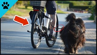 Do THIS Before You Ride a BICYCLE With Your Dog! by Dogtube 110 views 9 months ago 2 minutes, 18 seconds