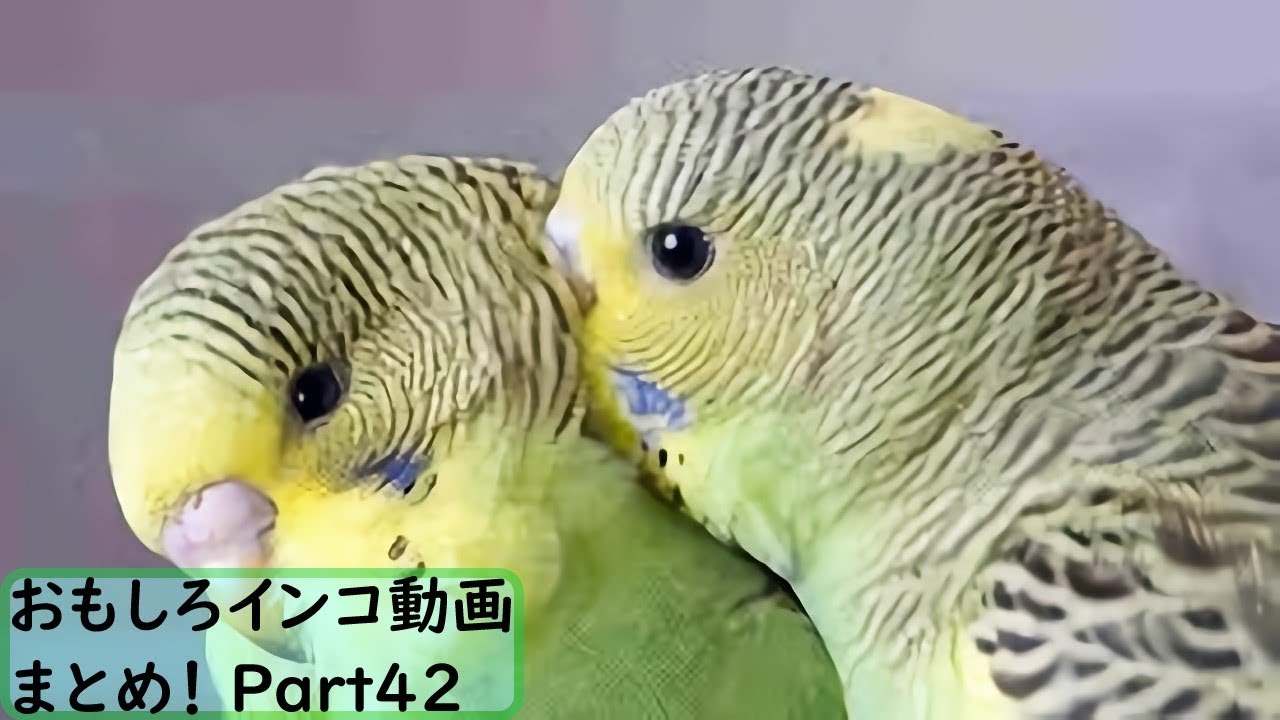 可愛い画像 【面白 インコ】おもしろインコ動画まとめ！#42【かわいい】