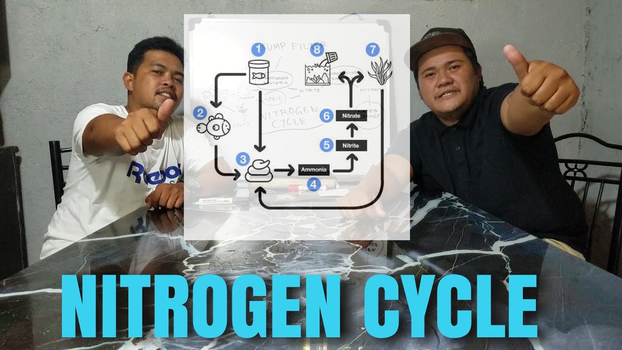 EP. 12 HOW NITROGEN CYCLE WORKS |BENEFICIAL BACTERIA|AMMONIA|NITRATE ...