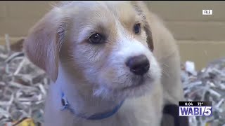 Experts share tips on keeping pets safe in warm temperatures