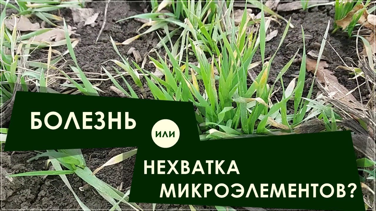 ПОЧЕМУ ПОЖЕЛТЕЛА ОЗИМАЯ ПШЕНИЦА? / ОСЕНЬ / - YouTube