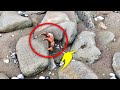 Couple Heard Noise From A Lifeless Creature Clinging Onto Rocks And Immediately Approached It