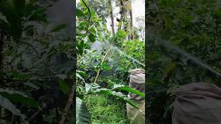 Coffee Spray (Arabica Coffee) #coffee #mudigere #agriculture