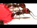 Ants Drinking Red Liquid Candy