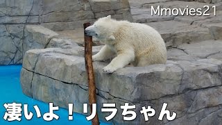 Polar Bear cub's force of the jaw　凄い！ホッキョクグマ　リラの顎の力