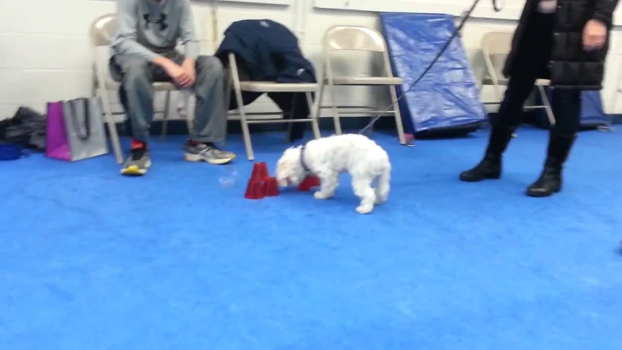 Play and Games for Small Dogs at Your Dogs Friend YouTube