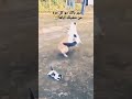 دقيناهم دق الموت