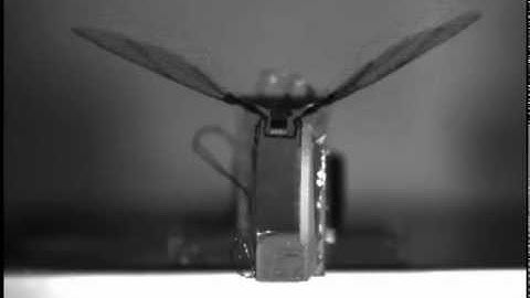 Asymmetric wing flapping in a robotic insect