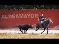 Toros Bravos Encierro Campero Aldeamayor 2019