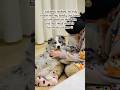 Every Dog Owner Needs to Hear | #dog #foryou #reach #doglove #oreo #viral #emotional