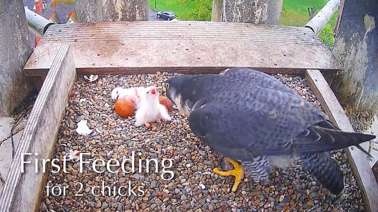 #8🦅🐥🐥🥚🥚Worcester Cathedral🇬🇧Peregrine Falcon Nest 2025／Peter💗Peggy