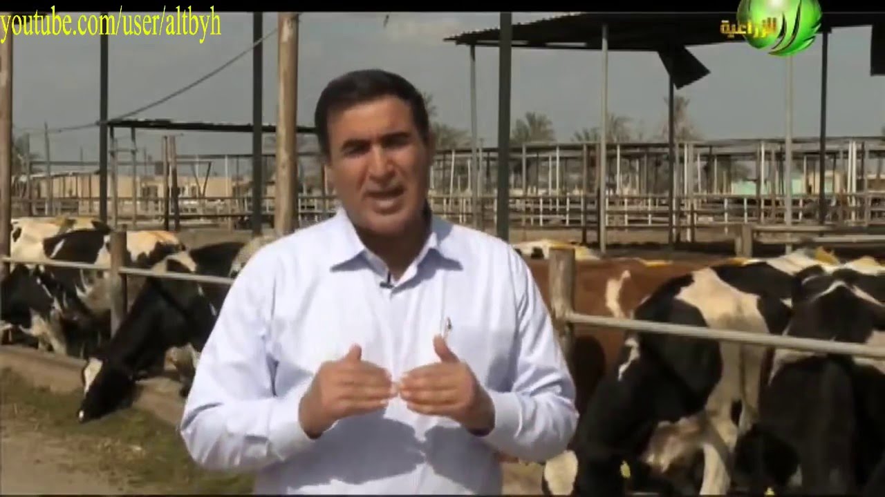 تربية الابقار الهولشتاين المستوردة مصر واهم المعاملات داخل المزرعة