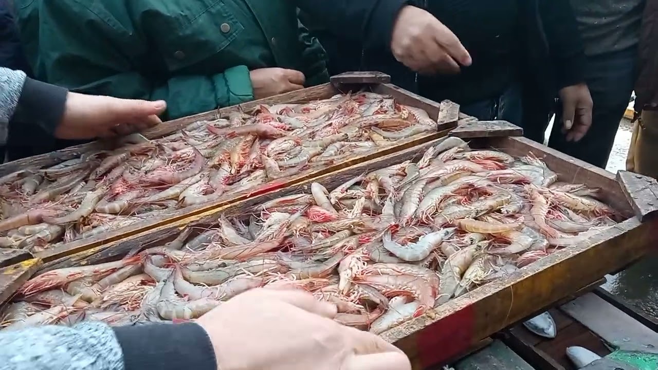 حلقه اسماك المعديه السيد ابو فريده 01285883615