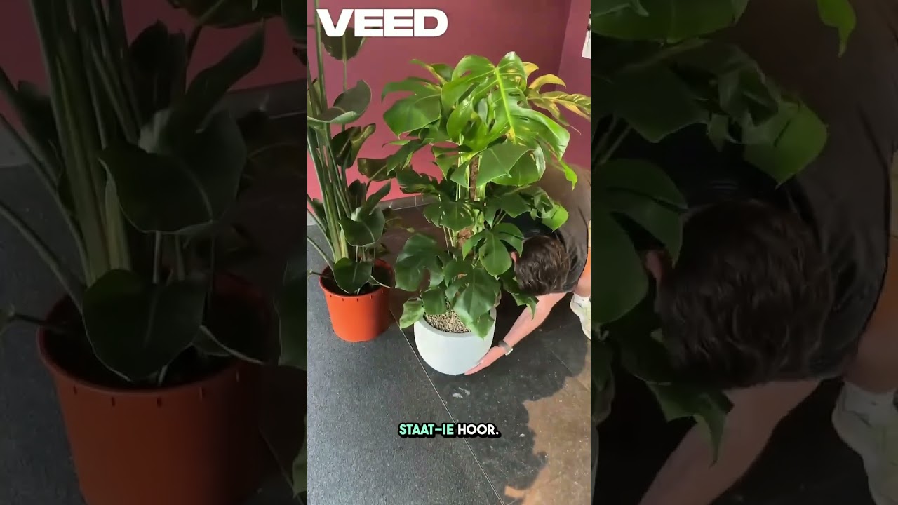 Interieurbeplanting Youtuber Frank van der Slot (Slotta) - 1/2