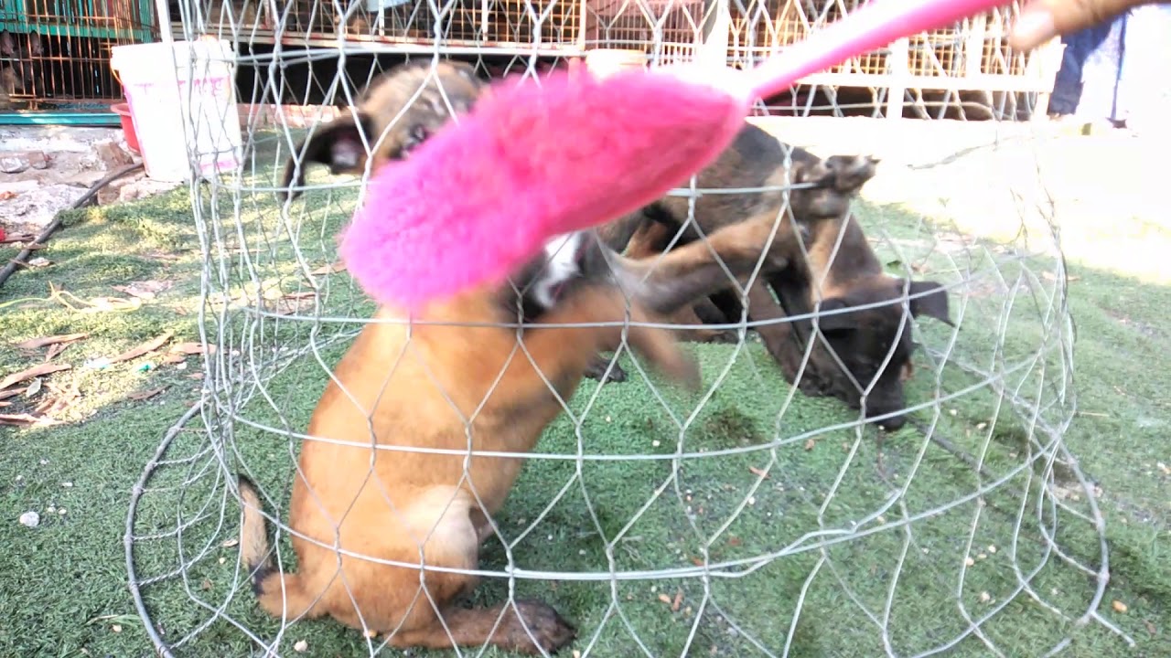 Video gửi a khách miền Nam. 3 em chó Malinois cực kì tinh nghịch để làm giống
