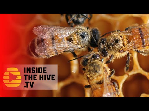 Video: Ce ucide acarienii varroa?