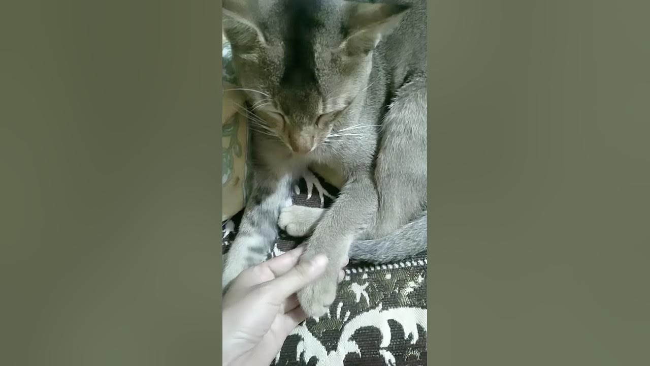 Why Does My Cat Always Want To Touch Noses