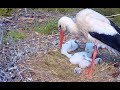 Čápi Bohuslavice | Remembrance of the Benjamin baby stork. ❤ | Vzpomínka na benjamínka Pětníčka ❤