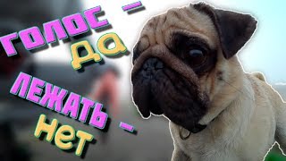 Дрессировка мопса | мопс в тумане | SIR MOPS