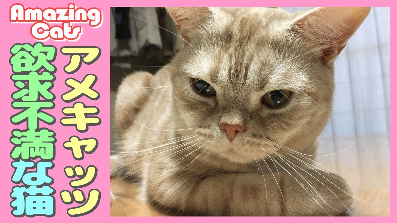 可愛い画像 猫がママに甘えて欲求不満を爆発させてると子猫が仲裁に来てくれる我が家のかわいいアメキャッツ