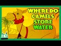 WHERE DO CAMELS STORE WATER ?