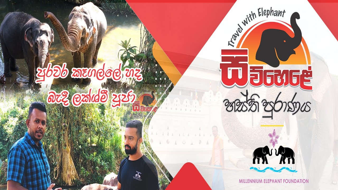 Travel With Elephant | Millennium Elephant Foundation | පුරවර කෑගල්ලේ හද බැදී ලක්ශ්මී පූජා | Vlog 03