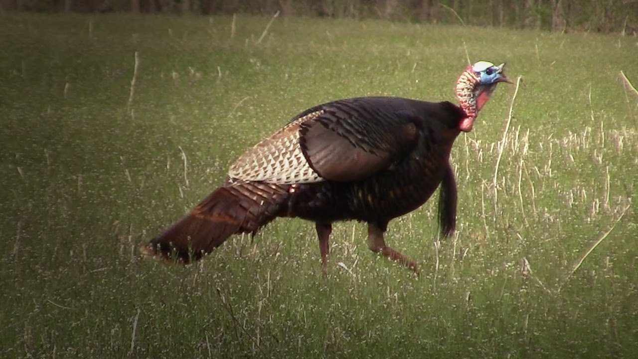 Indiana Spring Youth Wild Turkey Hunting 2015 YouTube