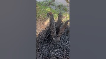 Cá lóc nướng rơm thơm ngon