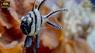 4K Underwater footage + Music | Nature Relaxation